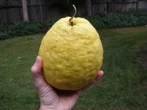 Загадочное растение — лимон Пандероза!